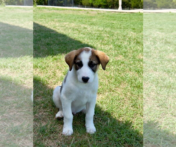 Medium Photo #7 Great Pyrenees-Unknown Mix Puppy For Sale in McKinney, TX, USA