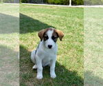 Small #6 Great Pyrenees Mix