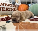Puppy Cyndi Labrador Retriever