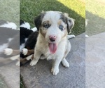 Small Photo #16 Australian Shepherd Puppy For Sale in PASO ROBLES, CA, USA