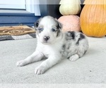 Small #3 Australian Shepherd
