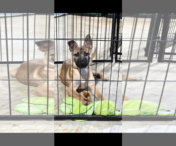 Medium Photo #3 German Shepherd Dog-Unknown Mix Puppy For Sale in Centreville, VA, USA