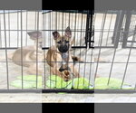 Small #2 German Shepherd Dog Mix