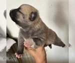 Small #8 Pomsky