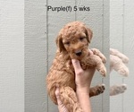 Small Photo #24 Goldendoodle Puppy For Sale in ELBERT, CO, USA
