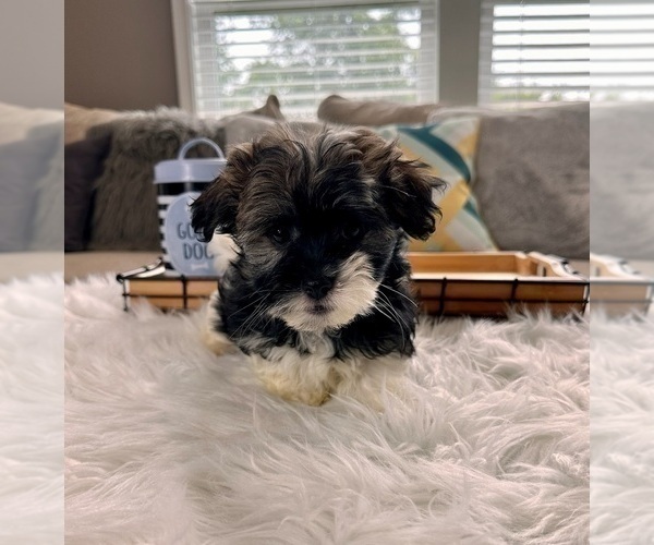 Medium Photo #1 Havanese Puppy For Sale in GREENWOOD, IN, USA
