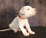 Small Photo #8 Dogo Argentino Puppy For Sale in MIAMI, FL, USA