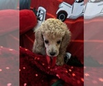 Puppy Puppy 2 Poodle (Toy)
