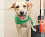 Small #4 Labrador Retriever-Retriever  Mix