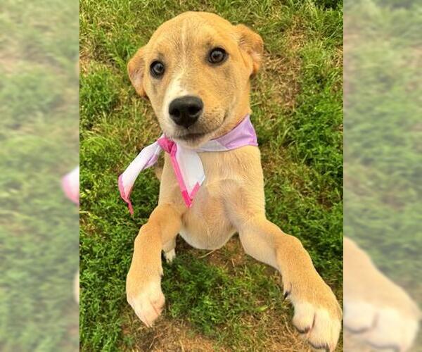 Medium Photo #1 American Pit Bull Terrier-Unknown Mix Puppy For Sale in Tulsa, OK, USA