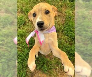American Pit Bull Terrier-Unknown Mix Dogs for adoption in Tulsa, OK, USA