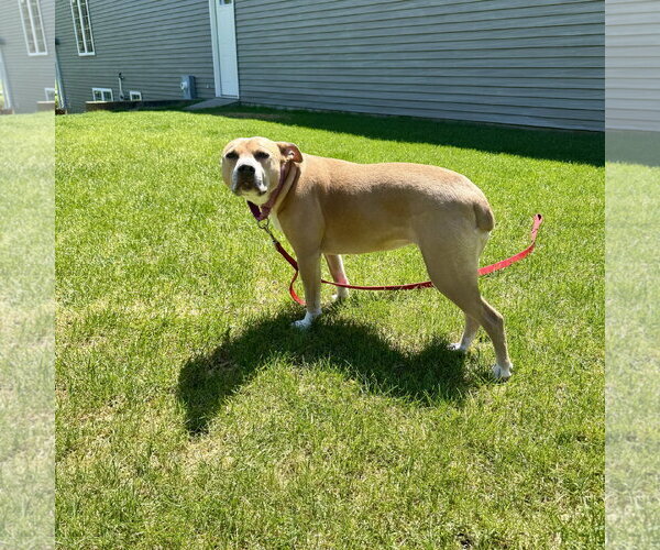 Medium Photo #2 Mutt Puppy For Sale in Fargo, ND, USA