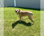 Small #1 Mutt
