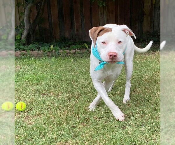 Medium Photo #8 American Pit Bull Terrier-Unknown Mix Puppy For Sale in Redlands, CA, USA
