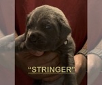 Litter of 8 - Male(s) and Female(s) Cane CorsoLitter of Puppies for Sale - Photo #15
