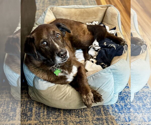 Medium Photo #2 Labrador Retriever-Spaniel Mix Puppy For Sale in Royal Palm Beach, FL, USA