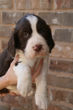 Medium Photo #1 English Springer Spaniel Puppy For Sale in ROANOKE, TX, USA