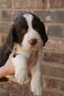 Small Photo #1 English Springer Spaniel Puppy For Sale in ROANOKE, TX, USA