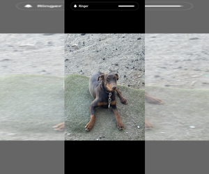 Doberman Pinscher Dogs for adoption in HESPERIA, CA, USA