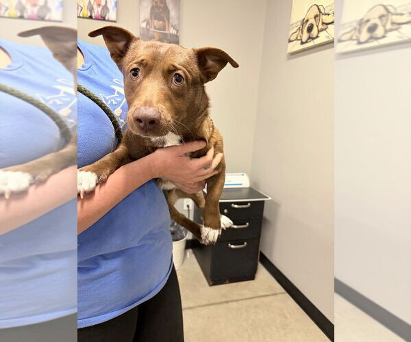 Medium Photo #2 Dachshund-Unknown Mix Puppy For Sale in Pierceton , IN, USA