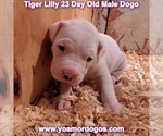 Small Photo #63 Dogo Argentino Puppy For Sale in JANE, MO, USA