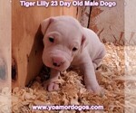 Small #62 Dogo Argentino