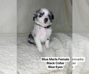 Miniature Australian Shepherd Puppy for sale in ANNISTON, AL, USA