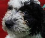 Small Photo #2 Poodle (Miniature) Puppy For Sale in PATERSON, NJ, USA