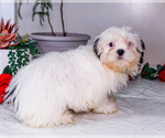 Small Photo #26 Shih Tzu Puppy For Sale in WAKARUSA, IN, USA