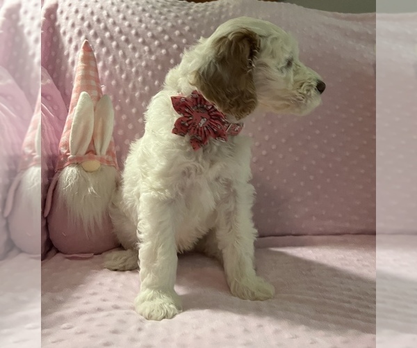 Full screen Photo #3 Goldendoodle Puppy For Sale in STATESBORO, GA, USA