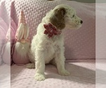 Small Photo #3 Goldendoodle Puppy For Sale in STATESBORO, GA, USA