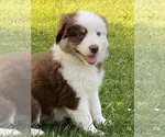 Image preview for Ad Listing. Nickname: Sami H2