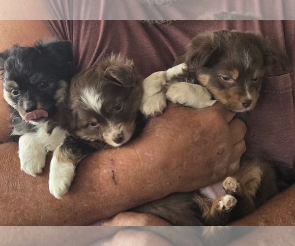 Medium Photo #1 Miniature Australian Shepherd Puppy For Sale in SHALLOWATER, TX, USA