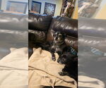 Small #7 Border Terrier-Pug Mix