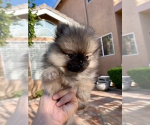 Pomeranian Puppy for sale in MURRIETA, CA, USA