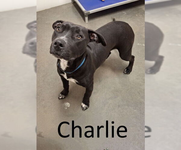 Medium Photo #4 American Pit Bull Terrier-Staffordshire Bull Terrier Mix Puppy For Sale in Mountain View, AR, USA