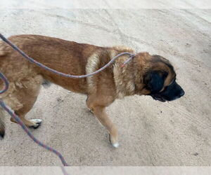 Mastiff-Unknown Mix Dogs for adoption in HESPERIA, CA, USA