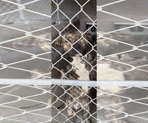 Mutt Dogs for adoption in Las Vegas, NM, USA