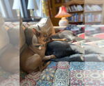 Small #2 Chihuahua Mix