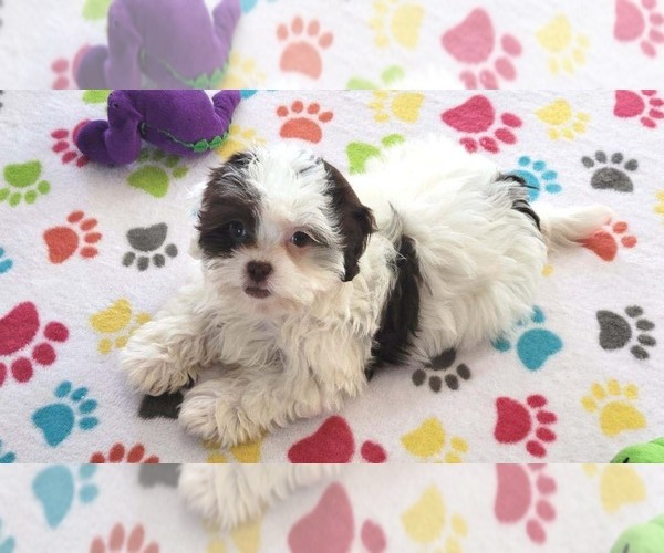 Medium Photo #3 ShihPoo Puppy For Sale in ORO VALLEY, AZ, USA