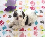 Small #2 ShihPoo