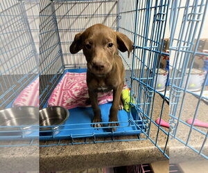 Labrador Retriever-Unknown Mix Dogs for adoption in Jackson Township, NJ, USA
