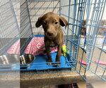 Small Labrador Retriever Mix