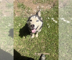 Father of the Siberian Husky puppies born on 04/04/2025