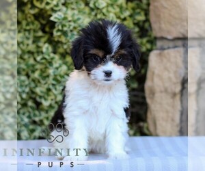 Cavapoo Puppy for sale in EAST EARL, PA, USA
