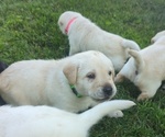 Small Photo #13 Labrador Retriever Puppy For Sale in DEARBORN, MO, USA