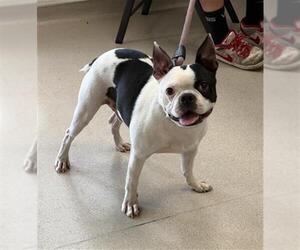Boston Terrier Dogs for adoption in Long Beach, CA, USA