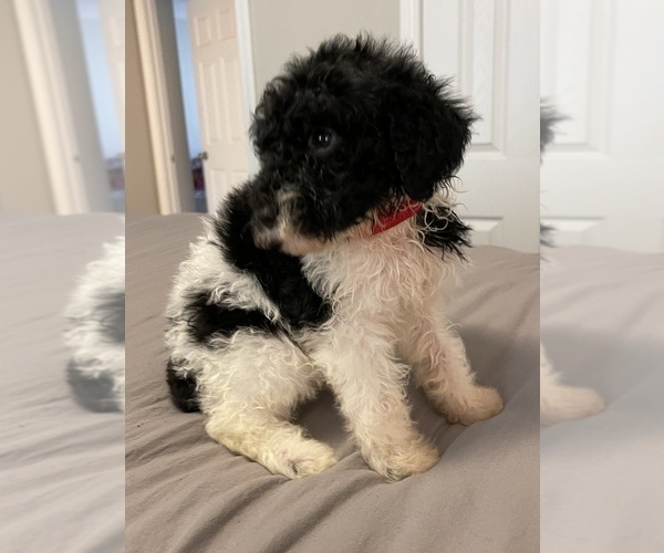 Medium Photo #11 Poodle (Standard) Puppy For Sale in LEESBURG, GA, USA