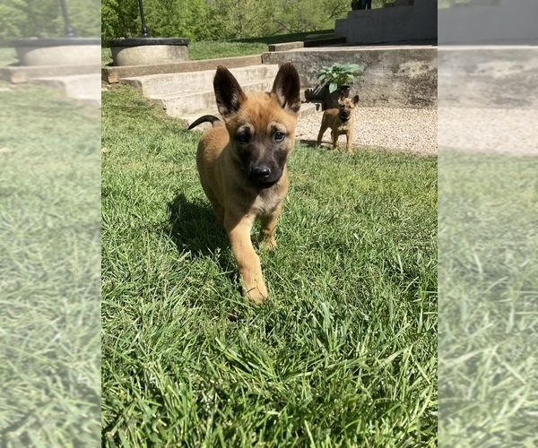 Medium Photo #10 Belgian Malinois Puppy For Sale in FAIRPLAY, MD, USA