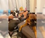Small #11 American Pit Bull Terrier-Great Dane Mix